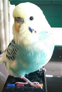 Soraの写真