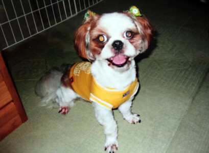 Indieの写真