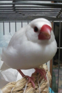 サクラの写真2