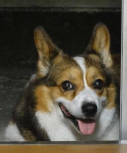 シャラポアの写真