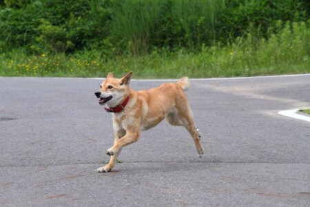 メイの写真