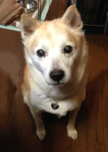 ヤックルの写真