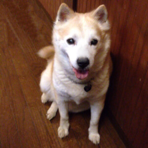 ヤックルの写真2