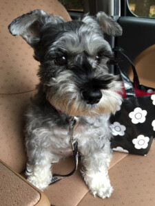 じゃじゃの写真