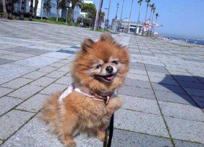 クッキーの写真