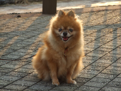 クッキーの写真2