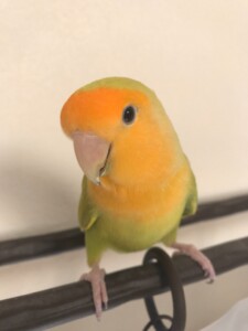 ぴーたんの写真