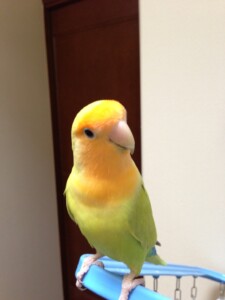 ぴーたんの写真2