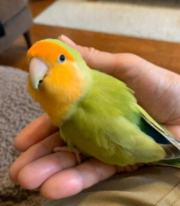 ぴーたんの写真4