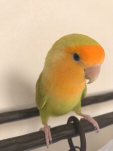 ぴーたんの写真3