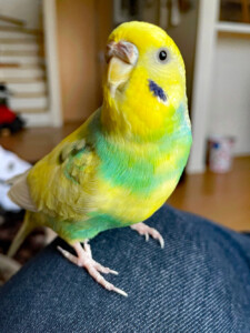 Sumireの写真