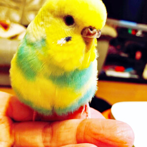Sumireの写真2