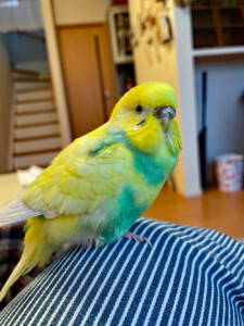 Sumireの写真3